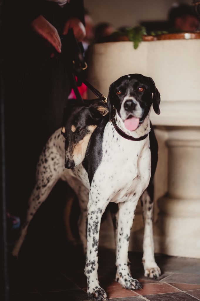 dogs at weddings